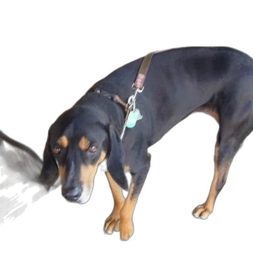 staff, animal, weapon, creature transparent PNG cut-out