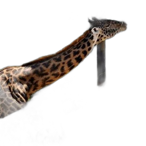 shoes, jewelry, furniture, animal transparent PNG cut-out