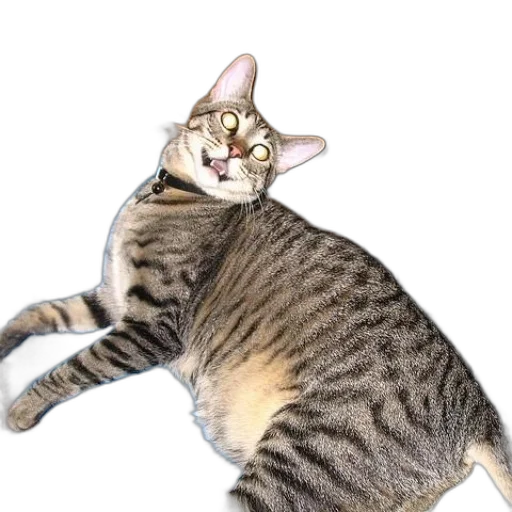animal, creature, staff, food transparent PNG cut-out