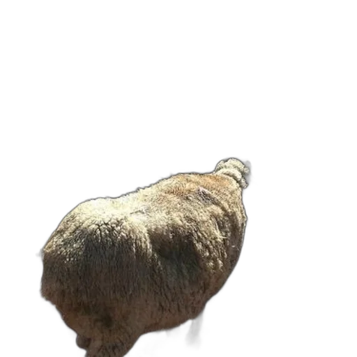hair, animal, creature, hat transparent PNG cut-out
