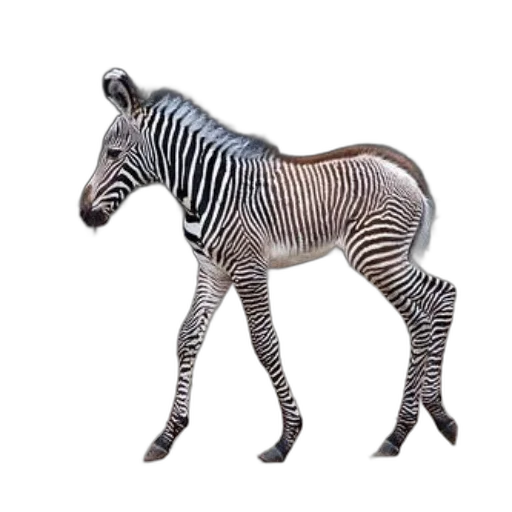 animal, creature, staff, jewelry transparent PNG cut-out