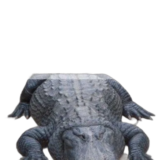 animal, dragon, hat, creature transparent PNG cut-out