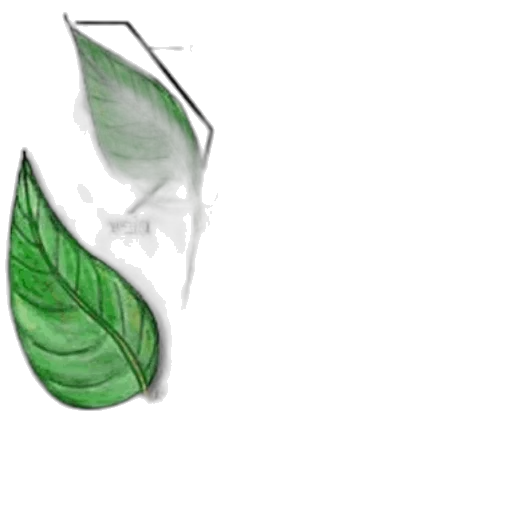 flower, crown, mask, jewelry transparent PNG cut-out