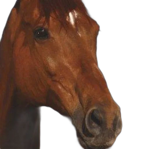 animal, face, mask, creature transparent PNG cut-out
