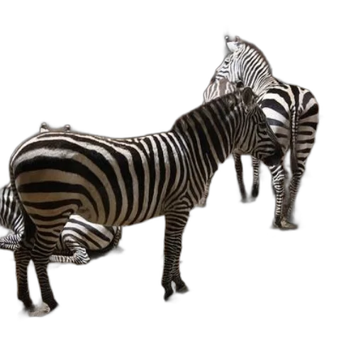 animal, jewelry, creature, furniture transparent PNG cut-out