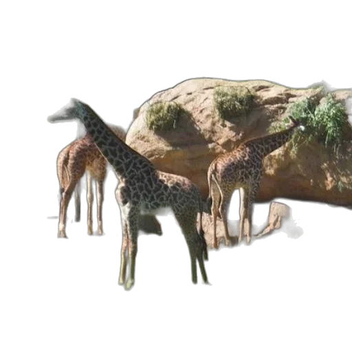 animal, creature, dragon, hat transparent PNG cut-out
