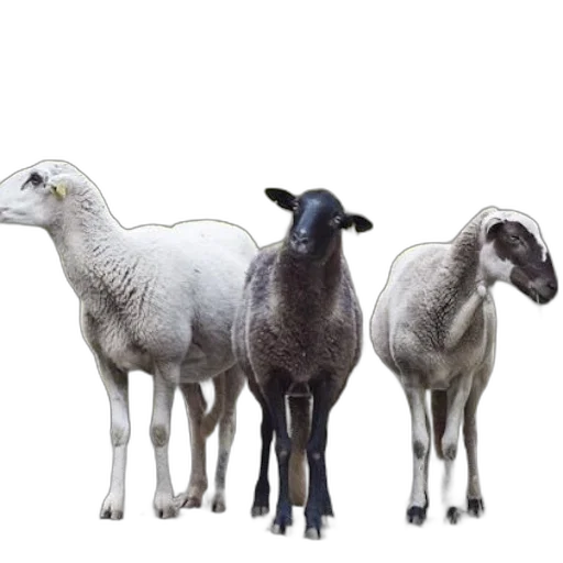 animal, staff, food, jewelry transparent PNG cut-out