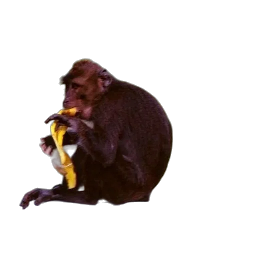 animal, staff, creature, weapon transparent PNG cut-out