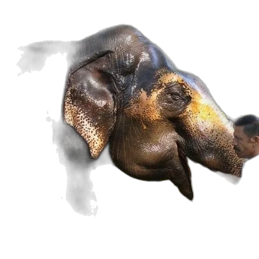 mask, animal, creature, face transparent PNG cut-out