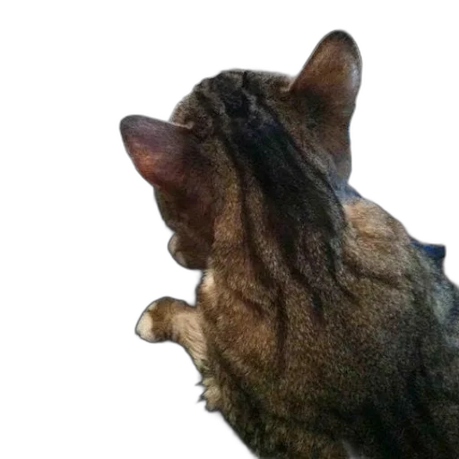 animal, staff, creature, face transparent PNG cut-out