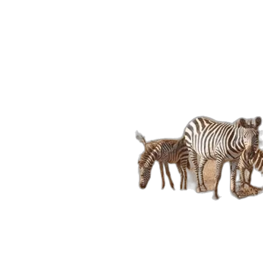animal, furniture, creature, weapon transparent PNG cut-out