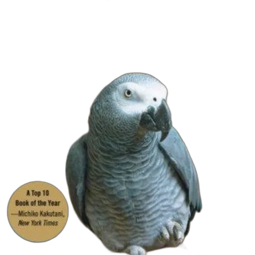 animal, creature, jewelry, staff transparent PNG cut-out