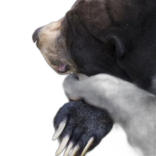 animal, creature, staff, face transparent PNG cut-out