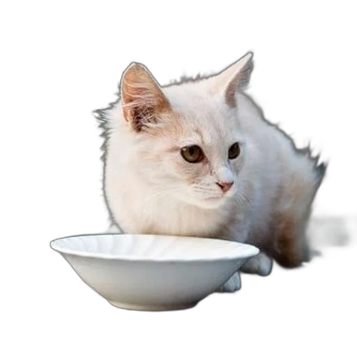 food, animal, creature, crown transparent PNG cut-out