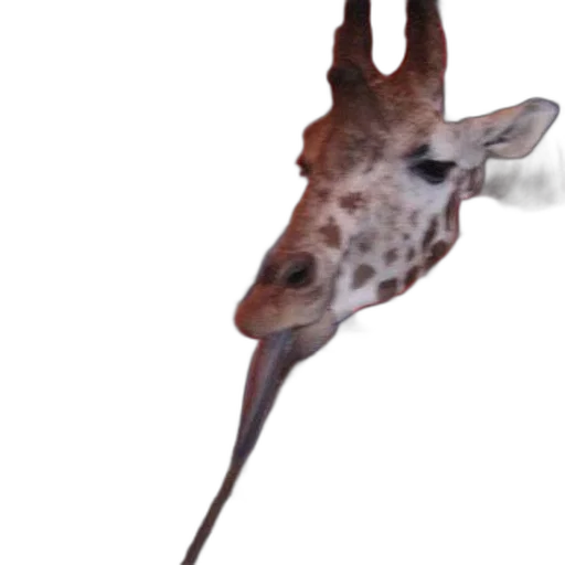 animal, creature, staff, mask transparent PNG cut-out