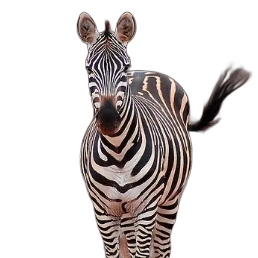 animal, creature, jewelry, staff transparent PNG cut-out