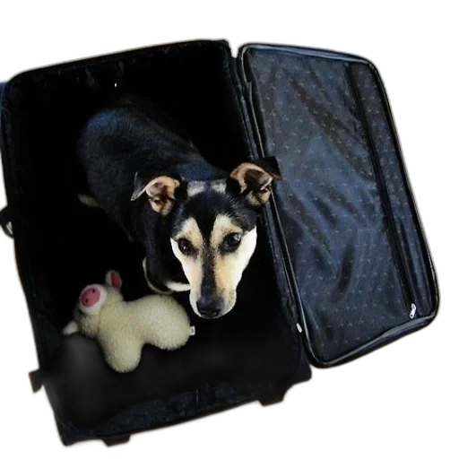 animal, staff, dog, sits transparent PNG cut-out