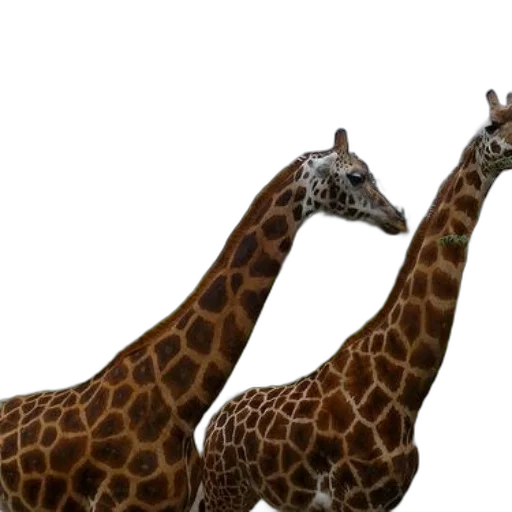 animal, creature, 3d render, photorealistic transparent PNG cut-out