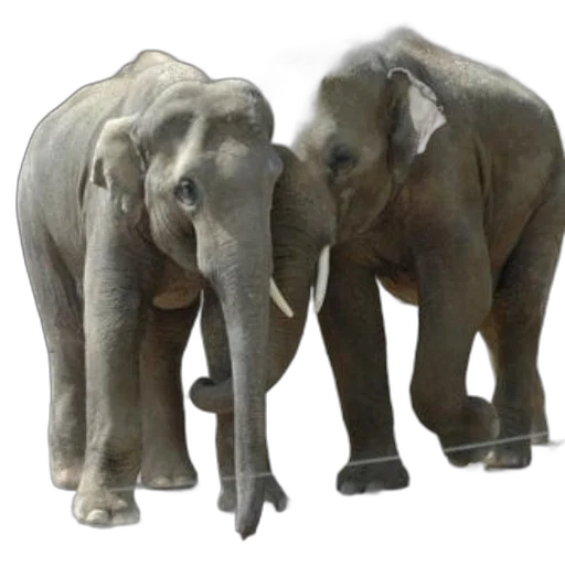 animal, 3d render, concept art, photorealistic transparent PNG cut-out