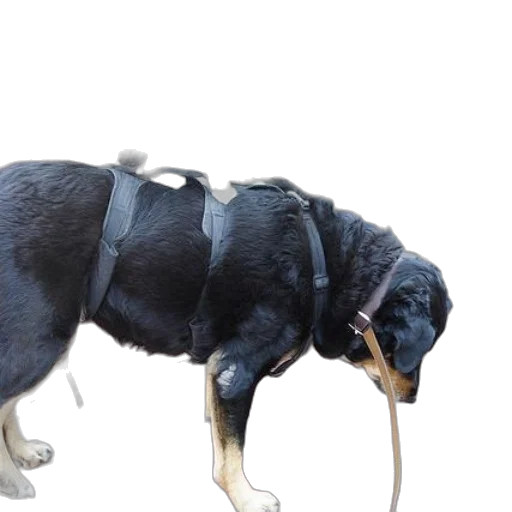 animal, creature, jacket, staff transparent PNG cut-out