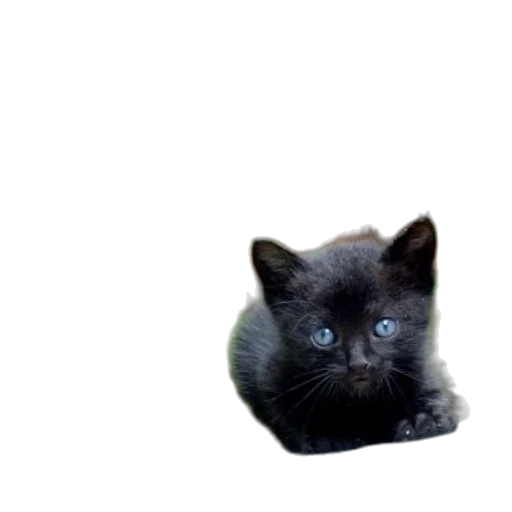 animal, creature, staff, face transparent PNG cut-out