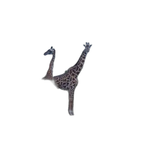animal, creature, shoes, staff transparent PNG cut-out