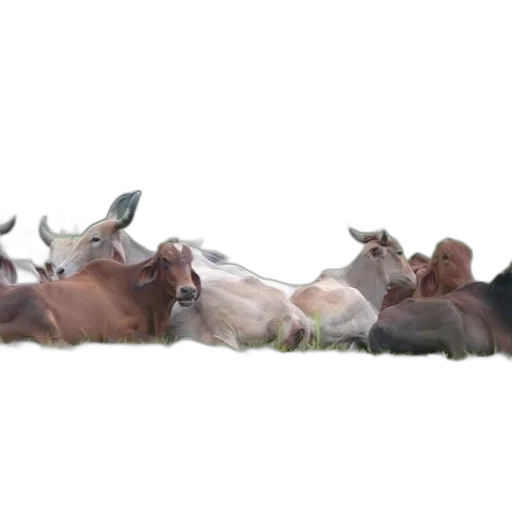 animal, photorealistic, group, cows transparent PNG cut-out