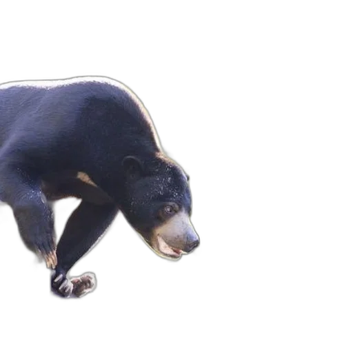 animal, creature, staff, food transparent PNG cut-out