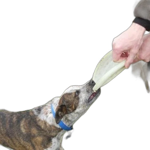 bottle, staff, animal, weapon transparent PNG cut-out