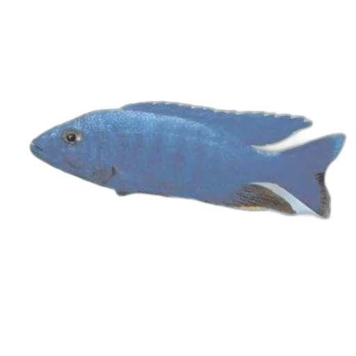 animal, creature, staff, food transparent PNG cut-out