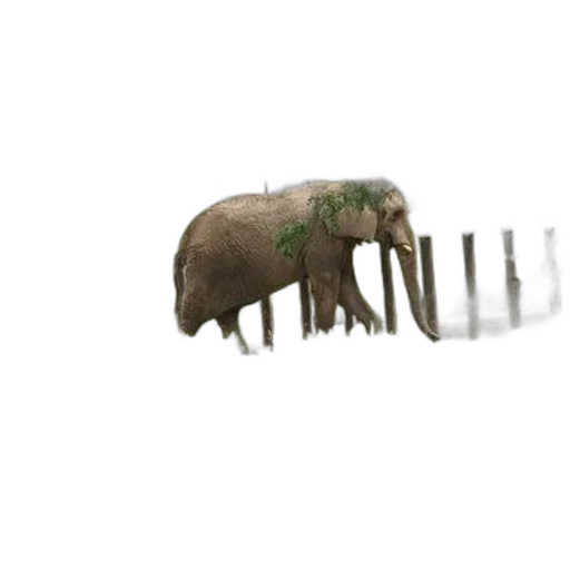 creature, animal, hair, weapon transparent PNG cut-out