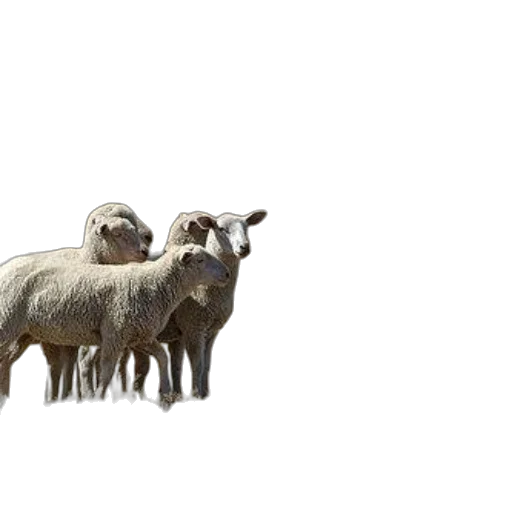 animal, 3d render, photorealistic, concept art transparent PNG cut-out