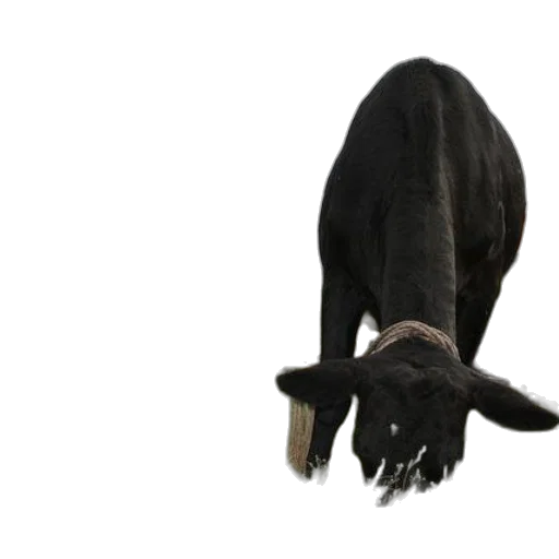 animal, hat, staff, creature transparent PNG cut-out