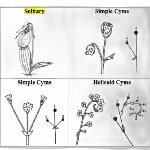 concept art, illustration, determinate, flower transparent PNG cut-out