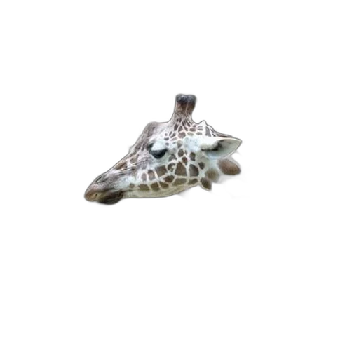 jewelry, animal, shoes, dragon transparent PNG cut-out