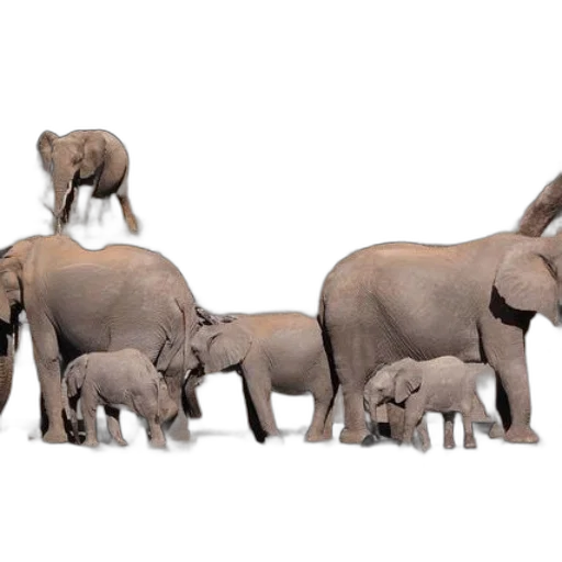 animal, concept art, 3d render, photorealistic transparent PNG cut-out