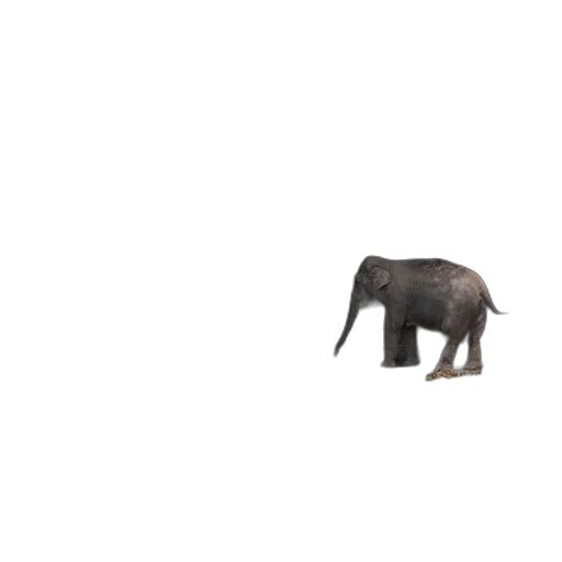 animal, creature, hat, furniture transparent PNG cut-out