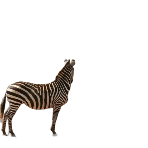 animal, creature, furniture, weapon transparent PNG cut-out