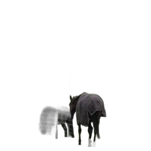 animal, creature, staff, umbrella transparent PNG cut-out