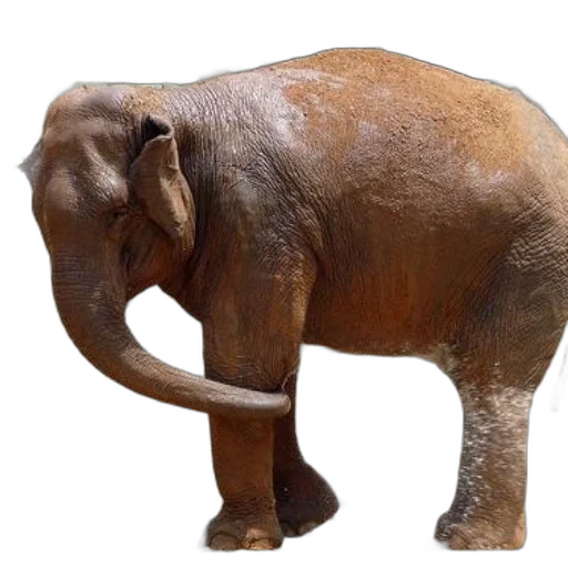 animal, creature, staff, weapon transparent PNG cut-out