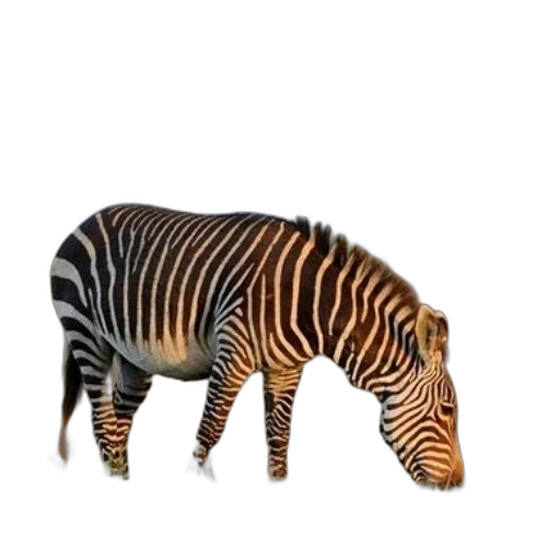 animal, creature, furniture, weapon transparent PNG cut-out