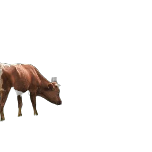 animal, food, creature, weapon transparent PNG cut-out
