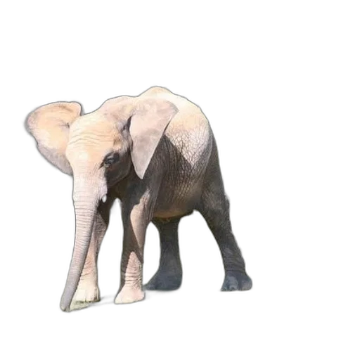 animal, creature, umbrella, staff transparent PNG cut-out