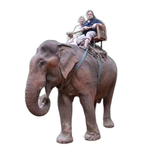 animal, creature, couple, enjoys transparent PNG cut-out