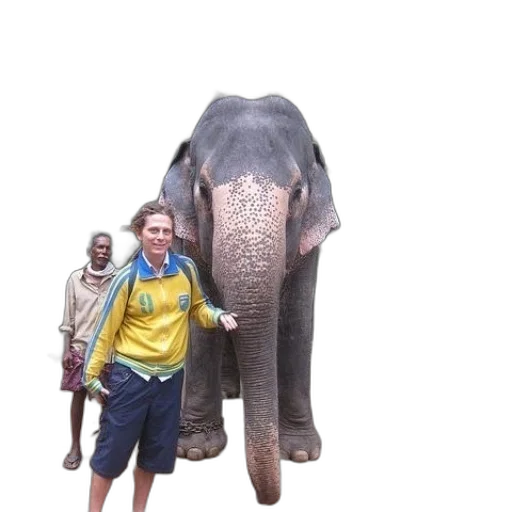 animal, creature, staff, umbrella transparent PNG cut-out