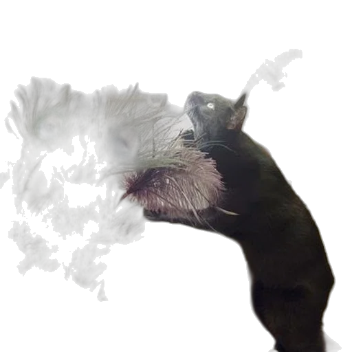 animal, creature, dragon, hair transparent PNG cut-out