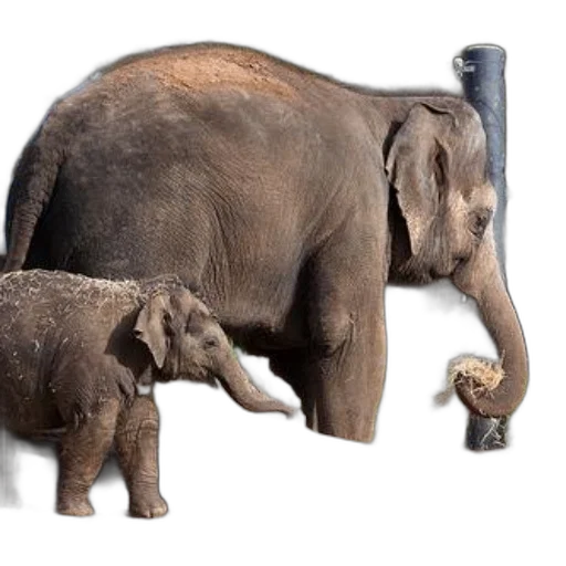 animal, concept art, photorealistic, 3d render transparent PNG cut-out