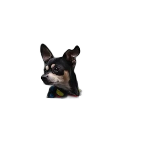 animal, creature, staff, face transparent PNG cut-out