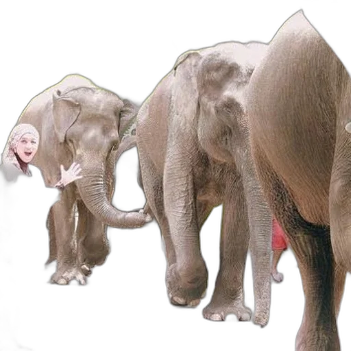 animal, creature, staff, photorealistic transparent PNG cut-out