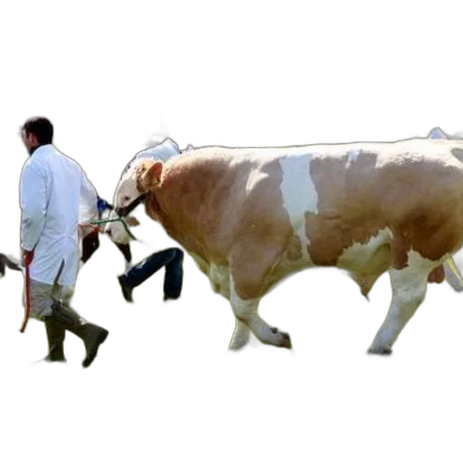 animal, photorealistic, concept art, man transparent PNG cut-out